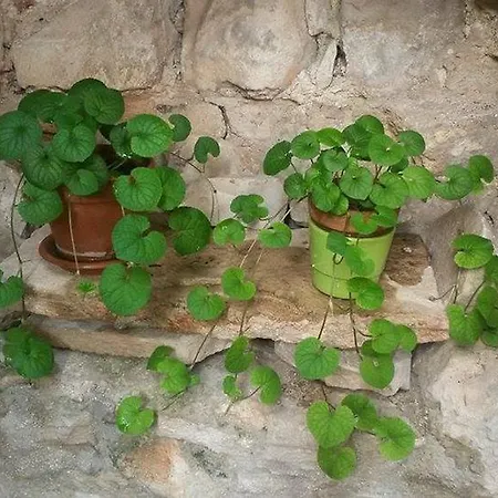 Διαμέρισμα Dobra