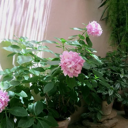 Dobra تروغير