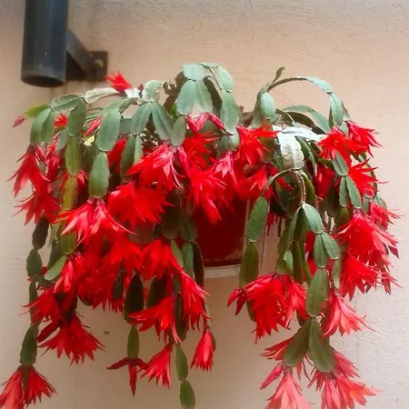 Dobra Lägenhet Trogir